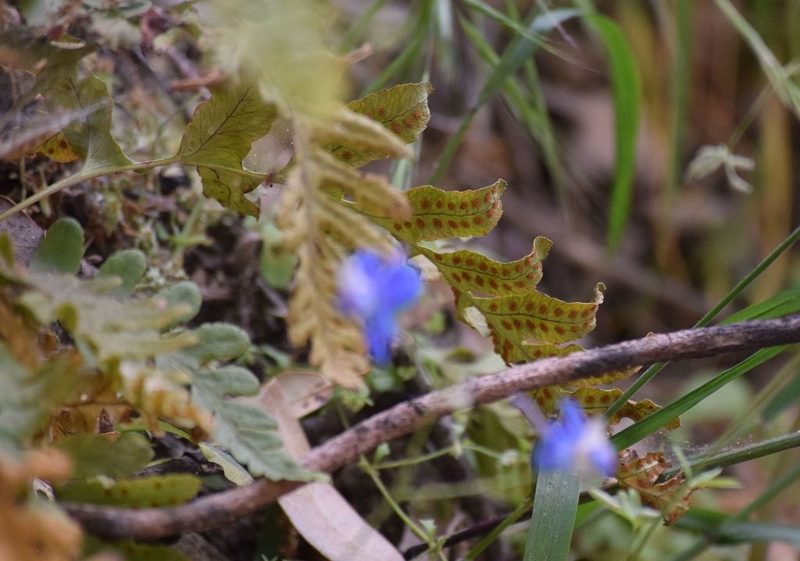 Polypodium californicum, photographed by velodrome
