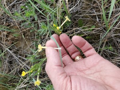 Lithospermum incisum, photographed by John Gaskin