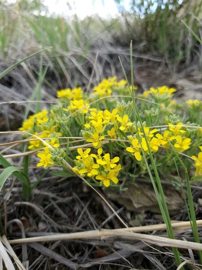 Physaria arenosa, photographed by John Gaskin