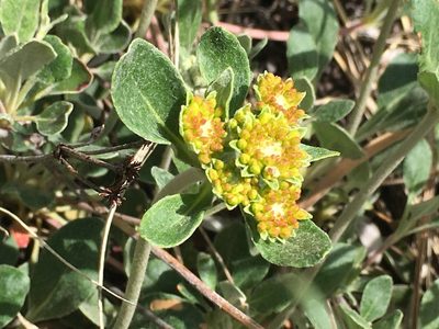 Eriogonum umbellatum, photographed by Shalana Gray