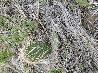 Opuntia polyacantha, photographed by John Gaskin
