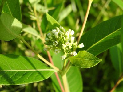 Apocynum cannabinum, photographed by Yann Kemper