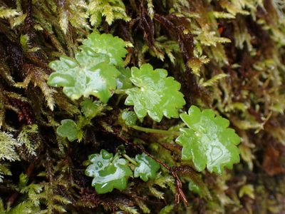 Micranthes mertensiana, photographed by Julia Carr