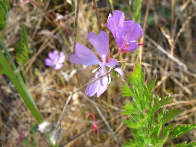 Clarkia biloba, photographed by chrismo