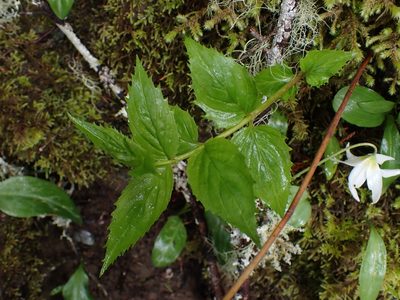 Nothochelone nemorosa, photographed by Julia Carr