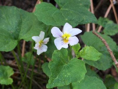 Viola canadensis, photographed by Shalana Gray