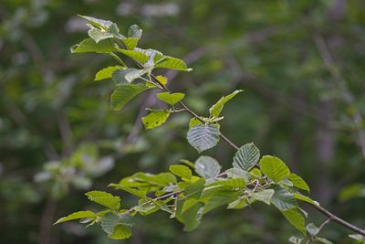 Alnus incana, photographed by Attila Oláh
