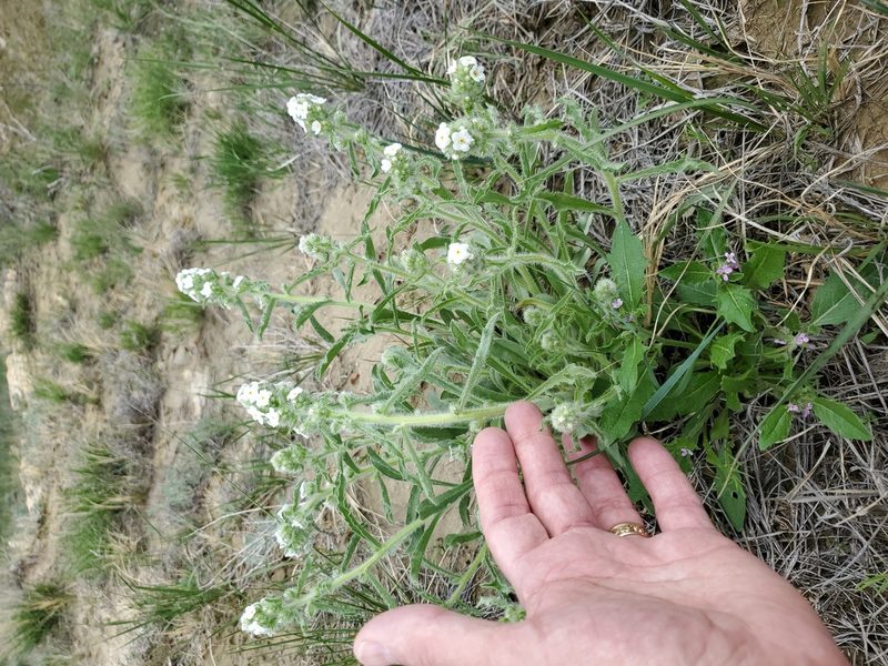 Oreocarya glomerata, photographed by John Gaskin