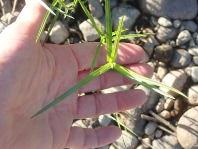Dulichium arundinaceum, photographed by Lynn Harper