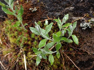 Luina hypoleuca, photographed by Julia Carr