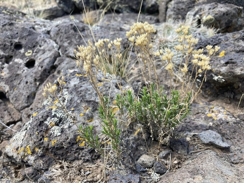 Gutierrezia sarothrae, photographed by Cecelia Alexander