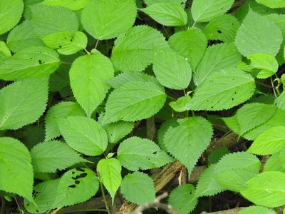 Laportea canadensis, photographed by Yann Kemper