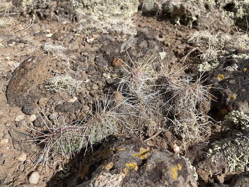 Opuntia polyacantha, photographed by Cecelia Alexander