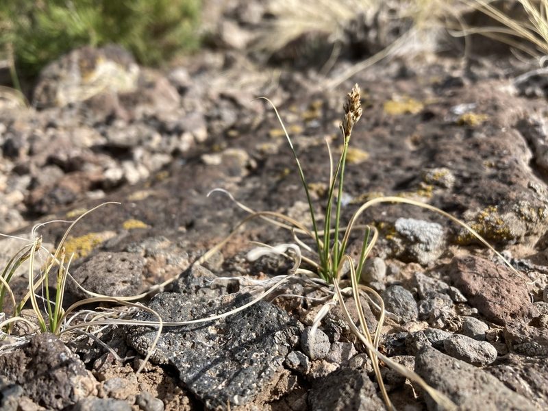 Carex duriuscula, photographed by Cecelia Alexander