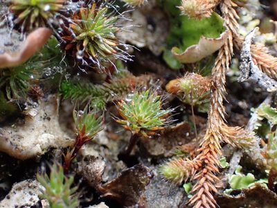Polytrichum piliferum, photographed by Julia Carr