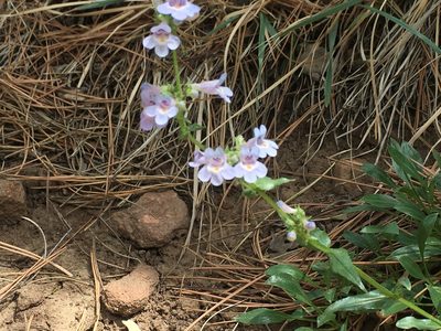 Penstemon virens, photographed by Shalana Gray