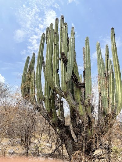 Pachycereus weberi, photographed by Rafael Cano