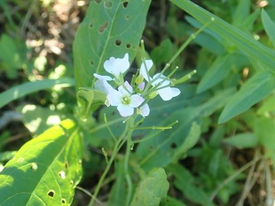 Cardamine pratensis, photographed by Lynn Harper