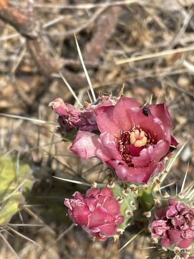Opuntia depressa, photographed by Rafael Cano