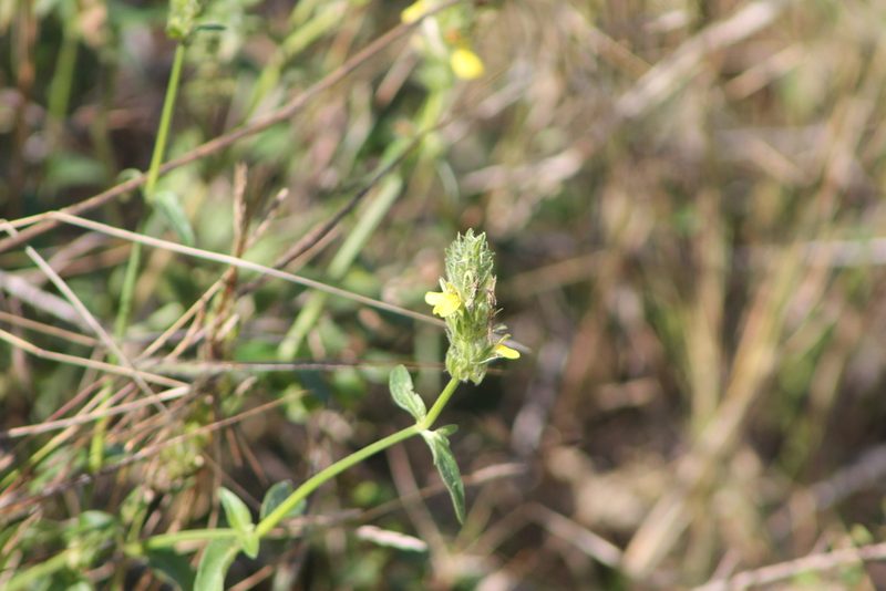 Justicia flava, photographed by Ryan Donnelly