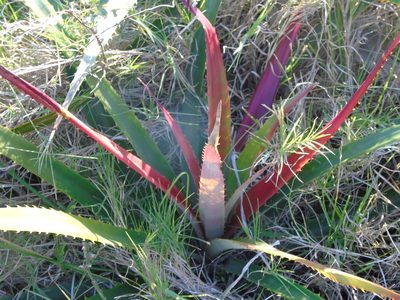 Bromelia antiacantha, photographed by Daniel Dias