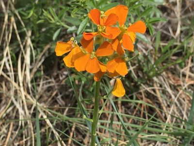 Erysimum capitatum, photographed by Shalana Gray