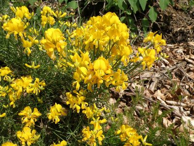 Genista radiata, photographed by Aaron Iemma