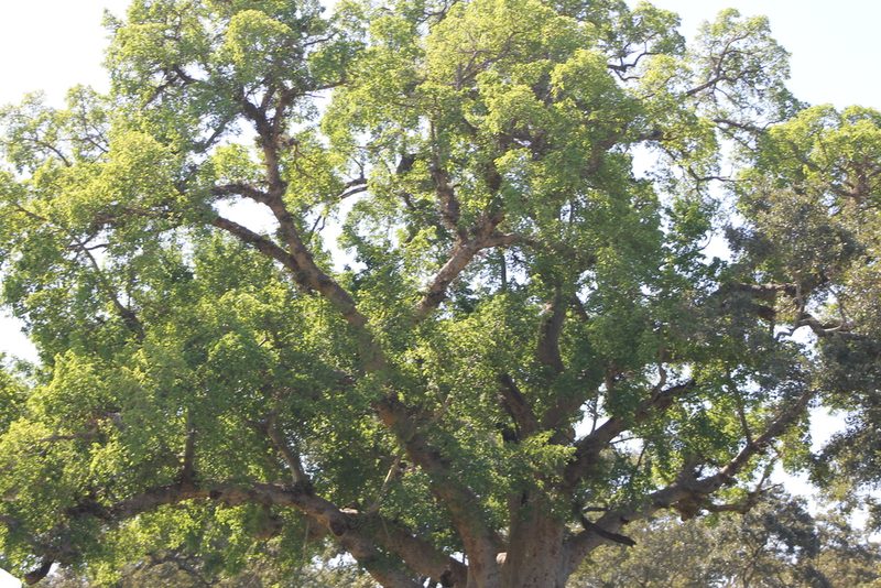 Ficus sycomorus, photographed by Ryan Donnelly