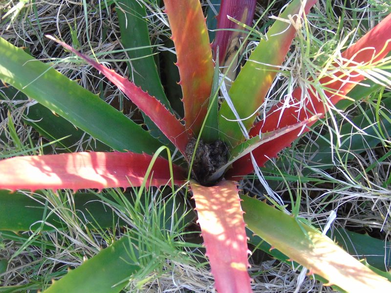 Bromelia antiacantha, photographed by Daniel Dias