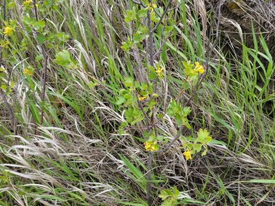 Ribes aureum, photographed by cwhippo