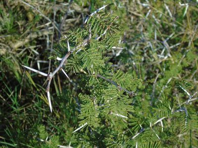 Vachellia caven, photographed by Daniel Dias