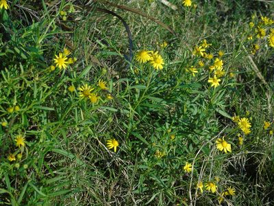Senecio madagascariensis, photographed by Daniel Dias