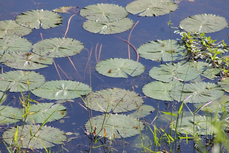 Nymphaea lotus, photographed by Ryan Donnelly