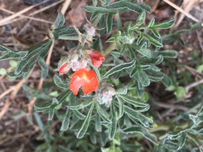 Sphaeralcea coccinea, photographed by Shalana Gray