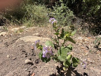 Phacelia grandiflora, photographed by Jim Riley