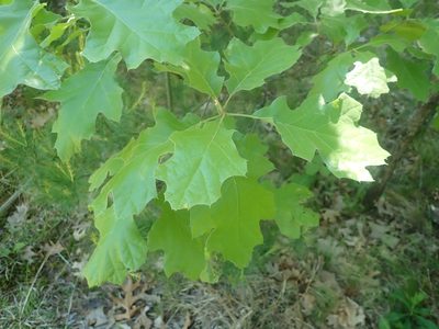 Quercus velutina, photographed by Lynn Harper