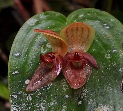 Pleurothallis siphoglossa, photographed by desertnaturalist