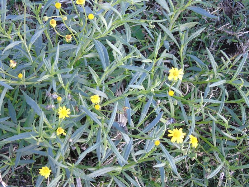 Senecio madagascariensis, photographed by Daniel Dias