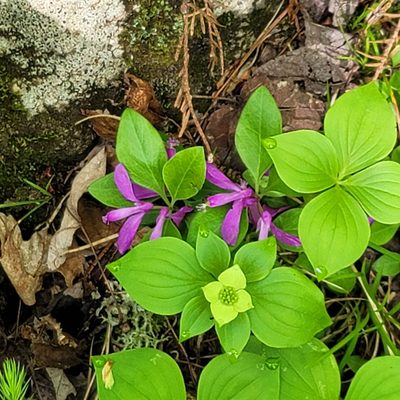 Polygaloides paucifolia, photographed by Aundrea Schneider