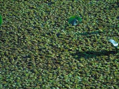Pistia stratiotes, photographed by Daniel Dias