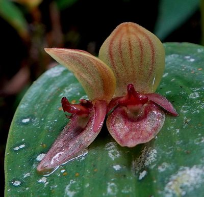 Pleurothallis siphoglossa, photographed by desertnaturalist