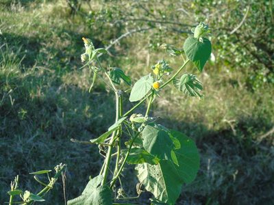 Abutilon grandifolium, photographed by Daniel Dias