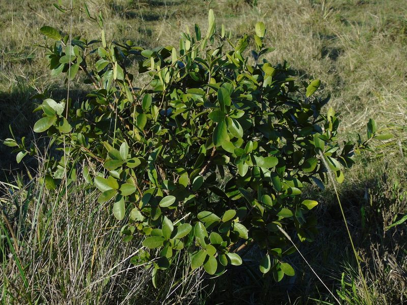 Daphnopsis racemosa, photographed by Daniel Dias