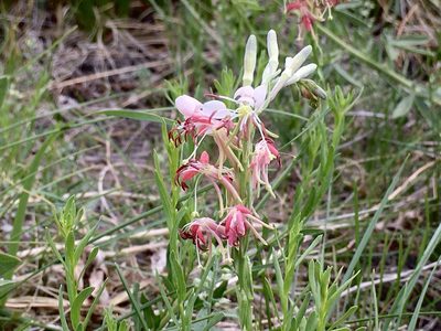 Oenothera suffrutescens, photographed by Shalana Gray