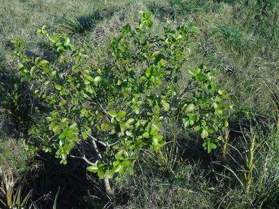 Daphnopsis racemosa, photographed by Daniel Dias