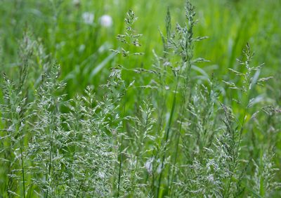 Poa pratensis, photographed by Anastasia_Surkova
