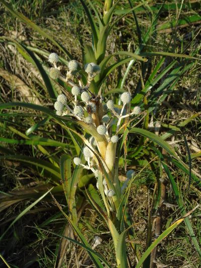 Eryngium eburneum, photographed by Daniel Dias