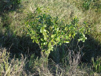 Daphnopsis racemosa, photographed by Daniel Dias