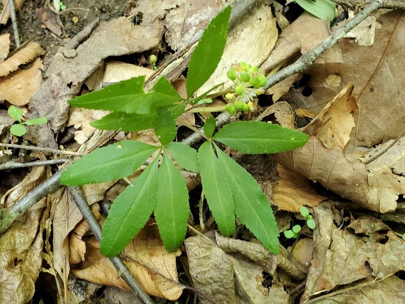 Panax trifolius, photographed by Craig Martin