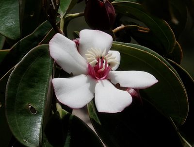 Blakea quadrangularis, photographed by desertnaturalist